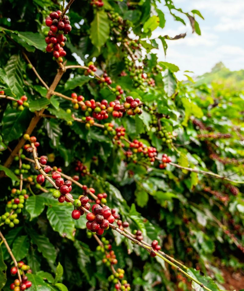 La drupa di caffè: il frutto da cui nasce l’aroma perfetto